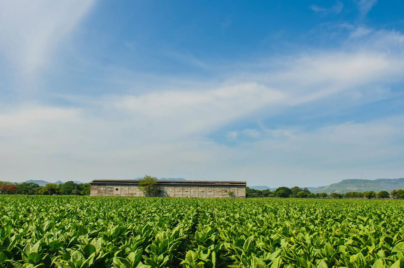 DUNBARTON TOBACCO & TRUST